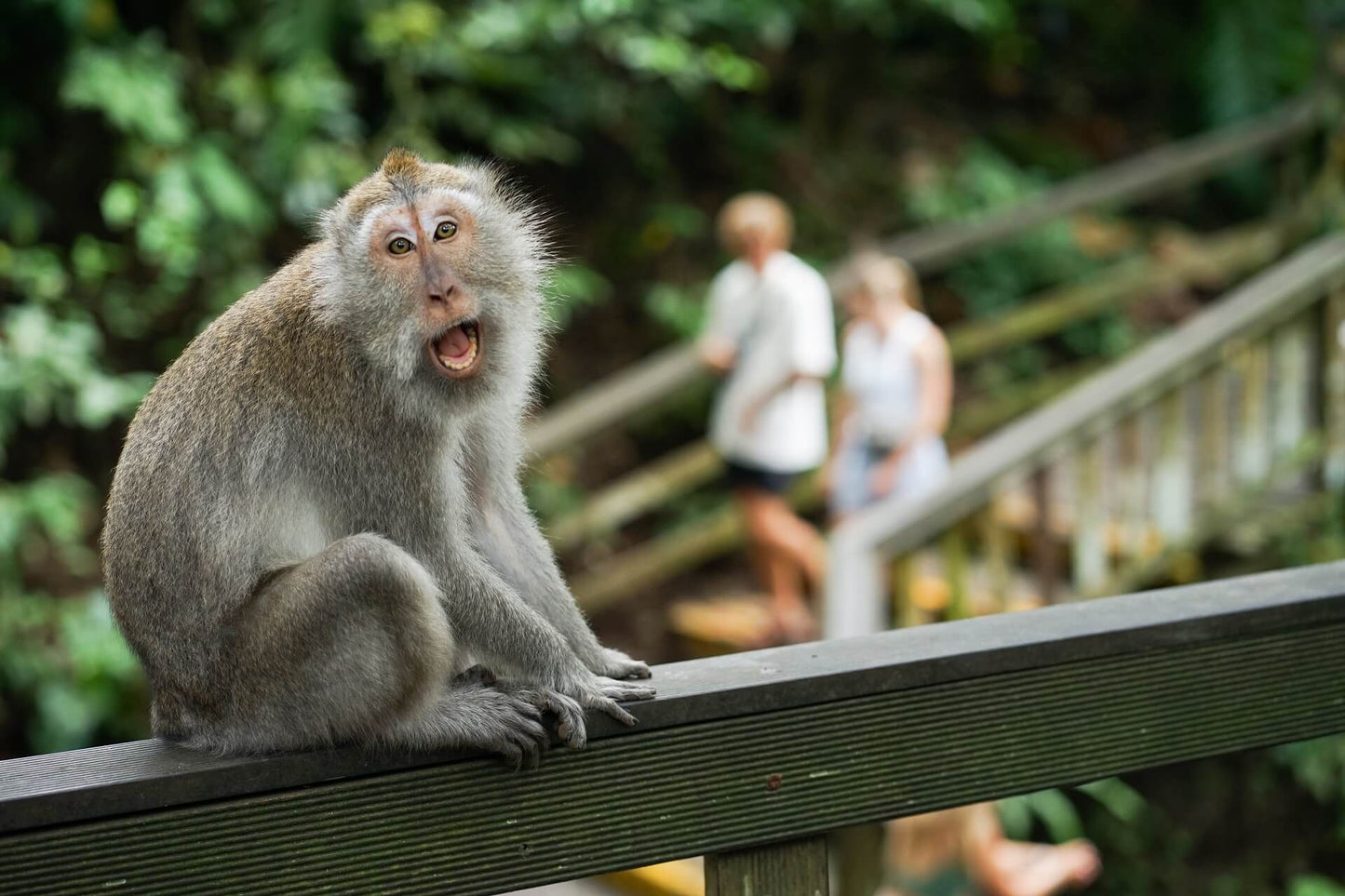 ANIMAL BALI | Bali Zoo + Monkey Forest + Turtle Release