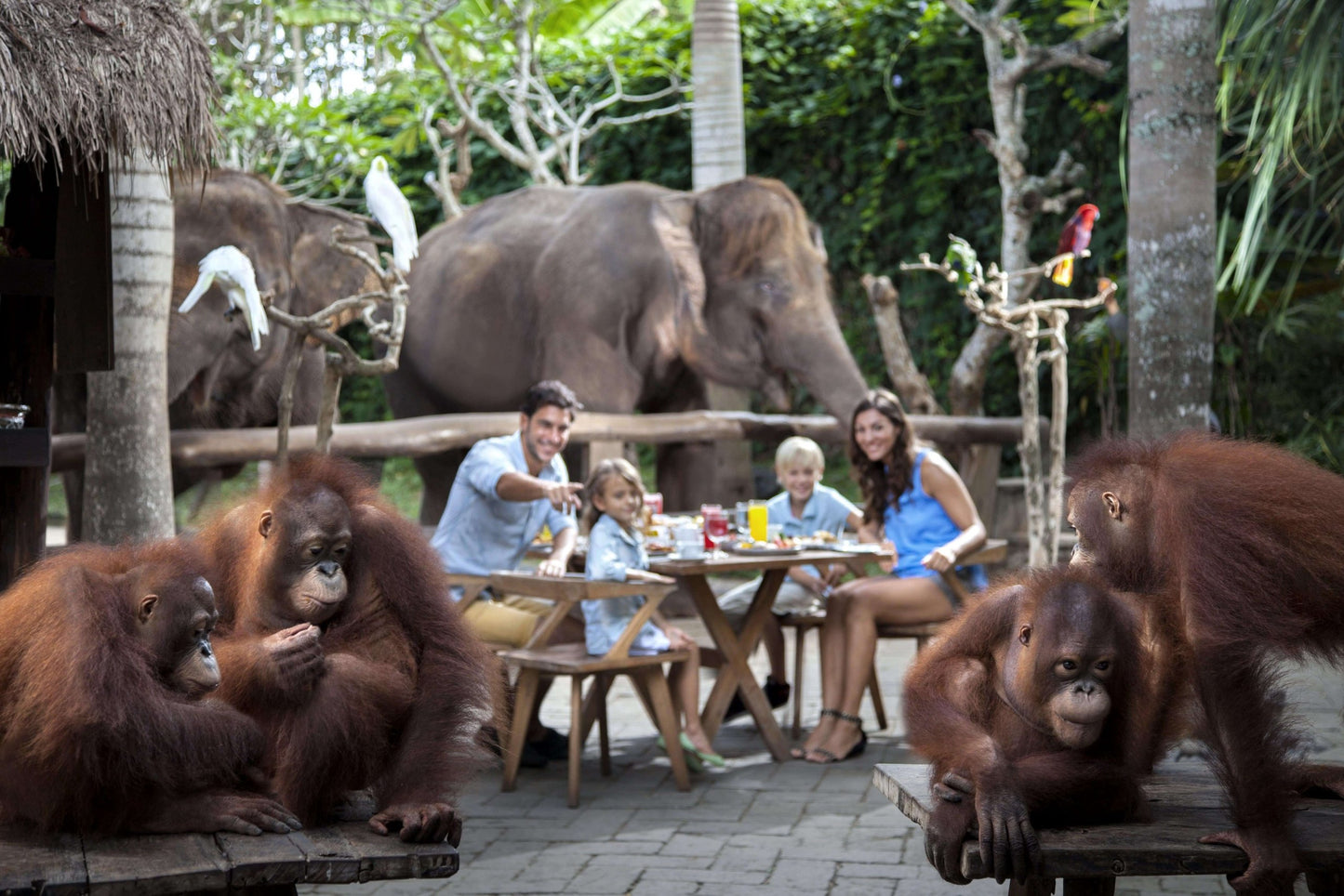 ANIMAL BALI | Bali Zoo + Monkey Forest + Turtle Release