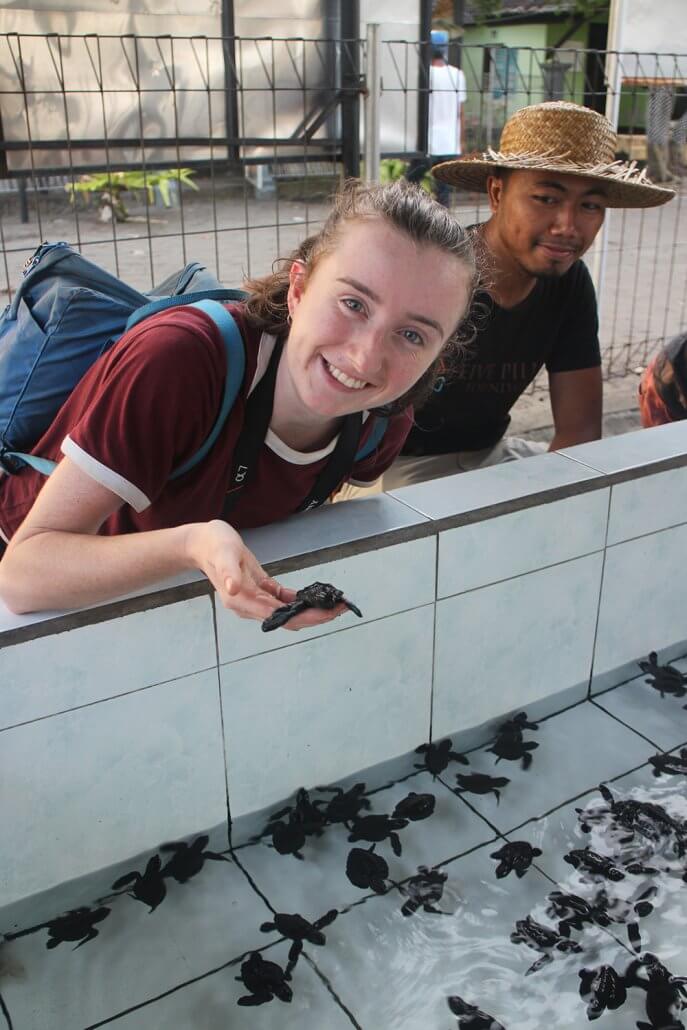ANIMAL BALI | Bali Zoo + Monkey Forest + Turtle Release