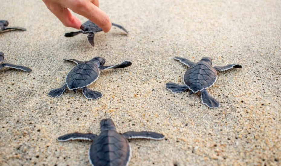 ANIMAL BALI | Bali Zoo + Monkey Forest + Turtle Release