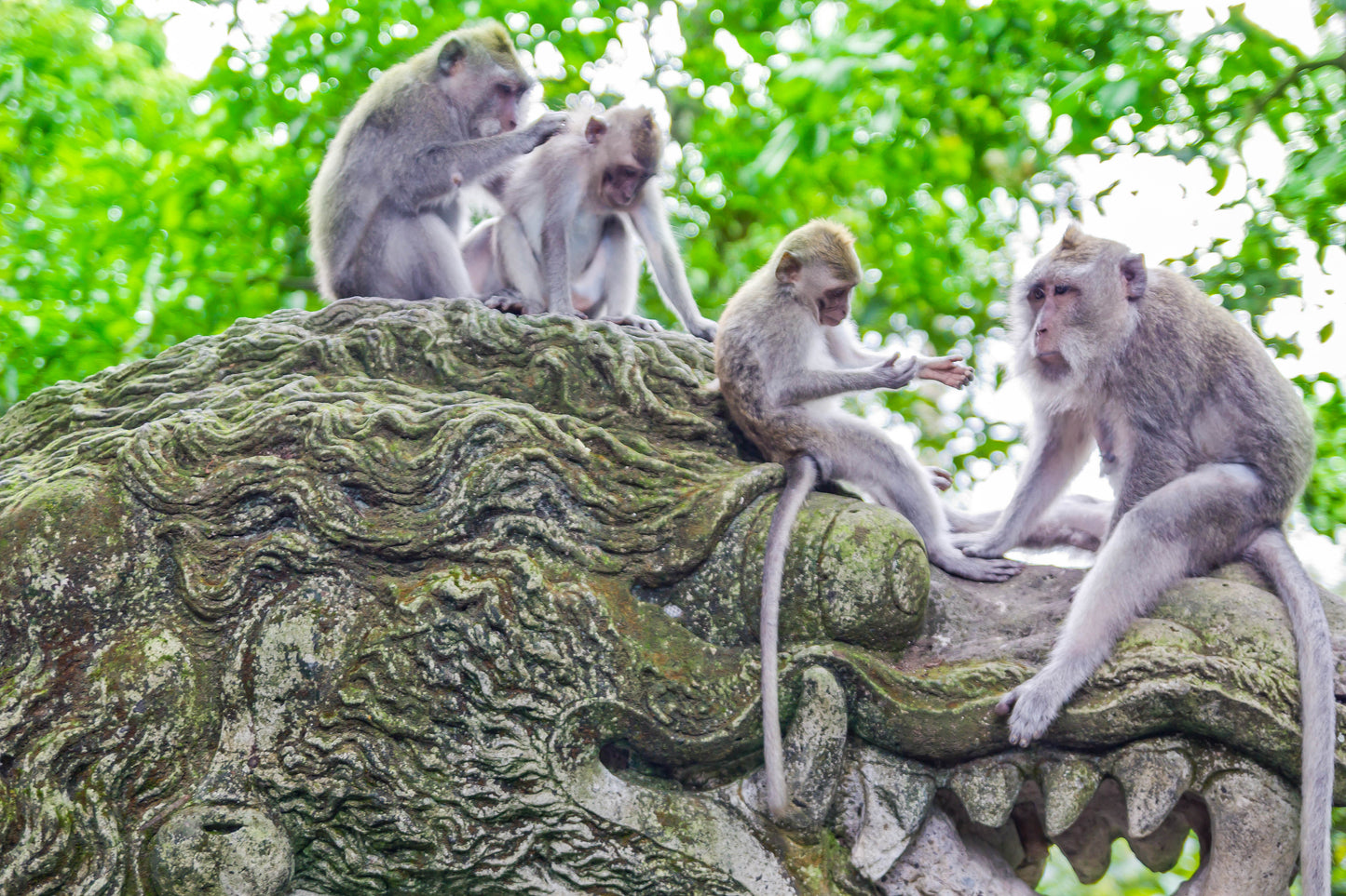 ANIMAL BALI | Bali Zoo + Monkey Forest + Turtle Release