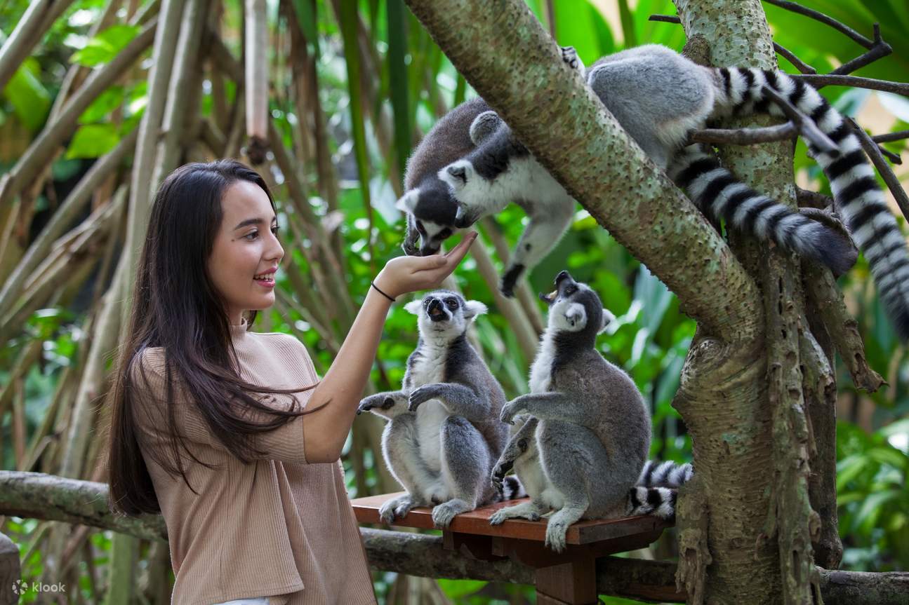 ANIMAL BALI | Bali Zoo + Monkey Forest + Turtle Release