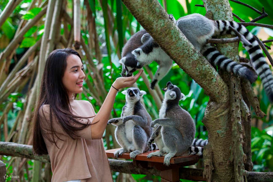 ANIMAL BALI | Bali Zoo + Monkey Forest + Turtle Release